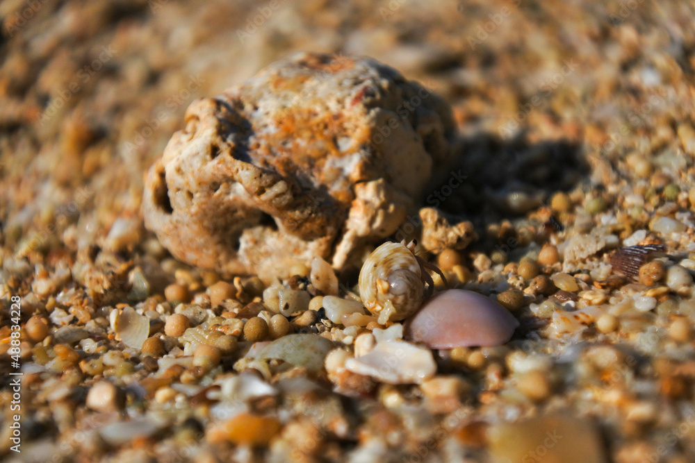 a little hermit crab tries to camouflage by blending with sand grain color, macro a little hermit crab tries to camouflage by blending with sand grain color, macro