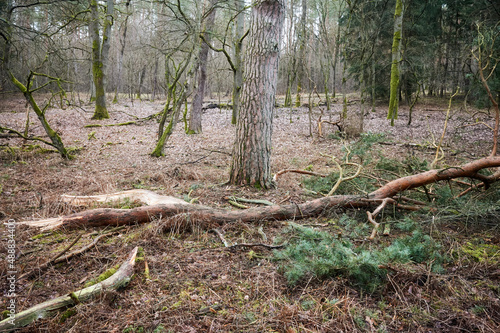 Broken tree in a forest after a heavy winstorm.