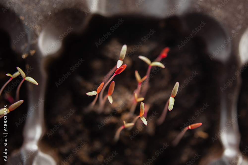 sprouts of amaranth red. micro greens. how to germinate amaranth. health benefits Stock Photo