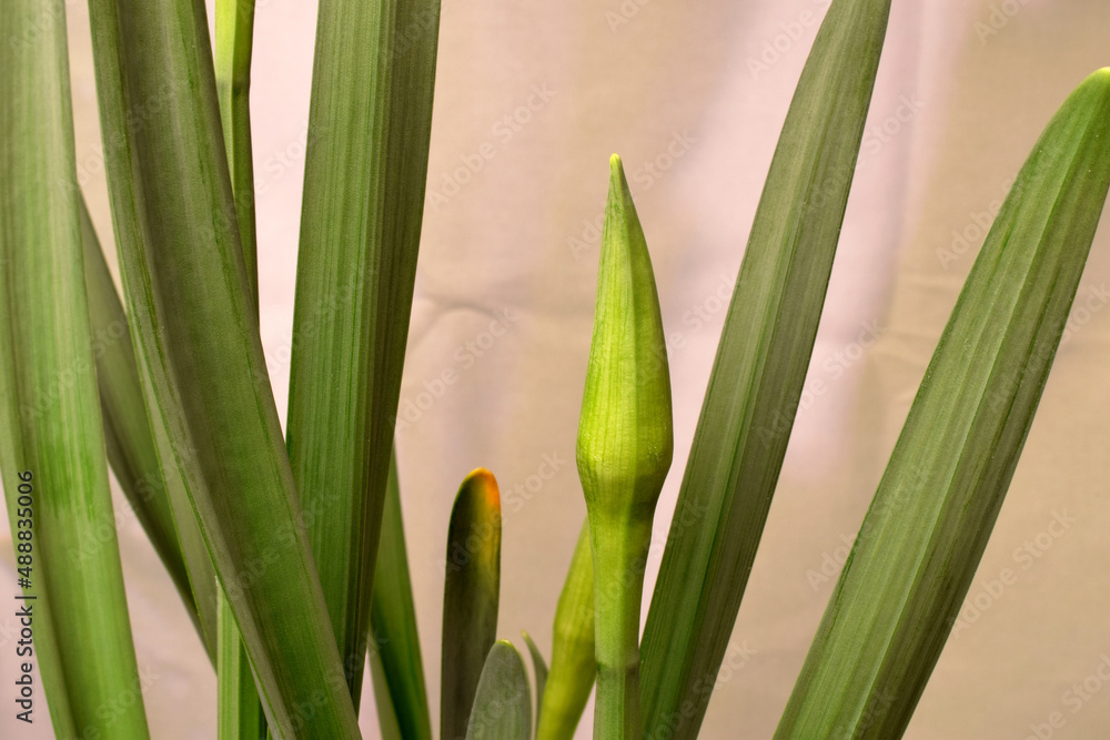 Obraz premium Green Daffodil Bud 04