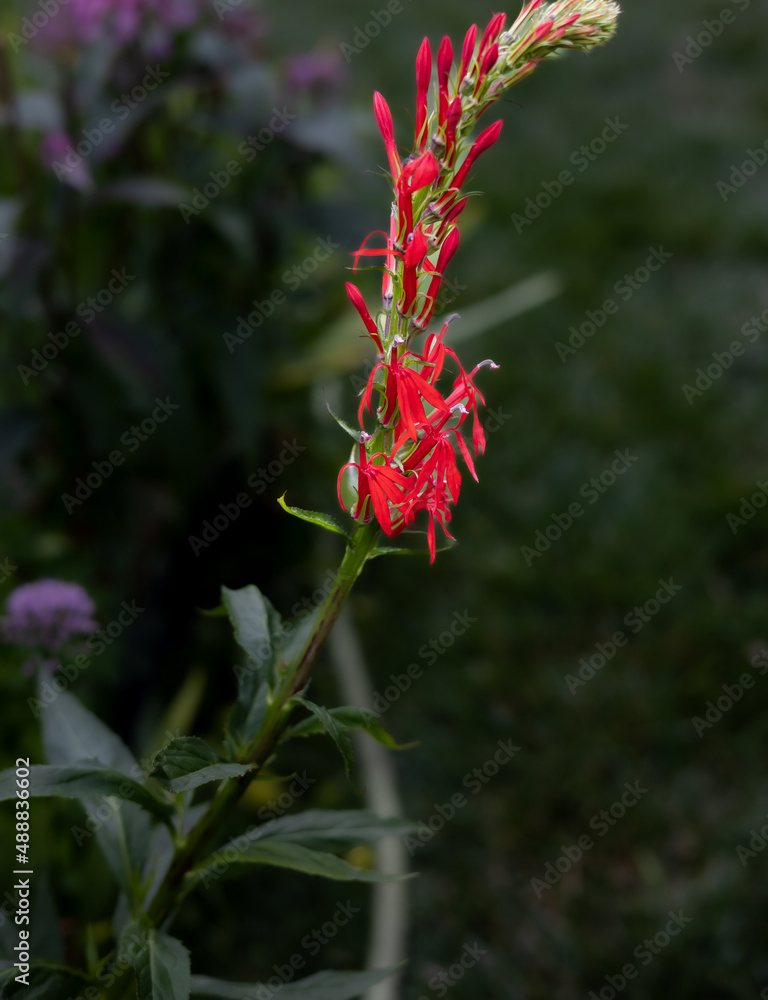Red Pineapple sage,  a rangy, semi-woody to herbaceous shrub that produces an open-branched clump of erect, square stems with producing tubular scarlet-red flowers