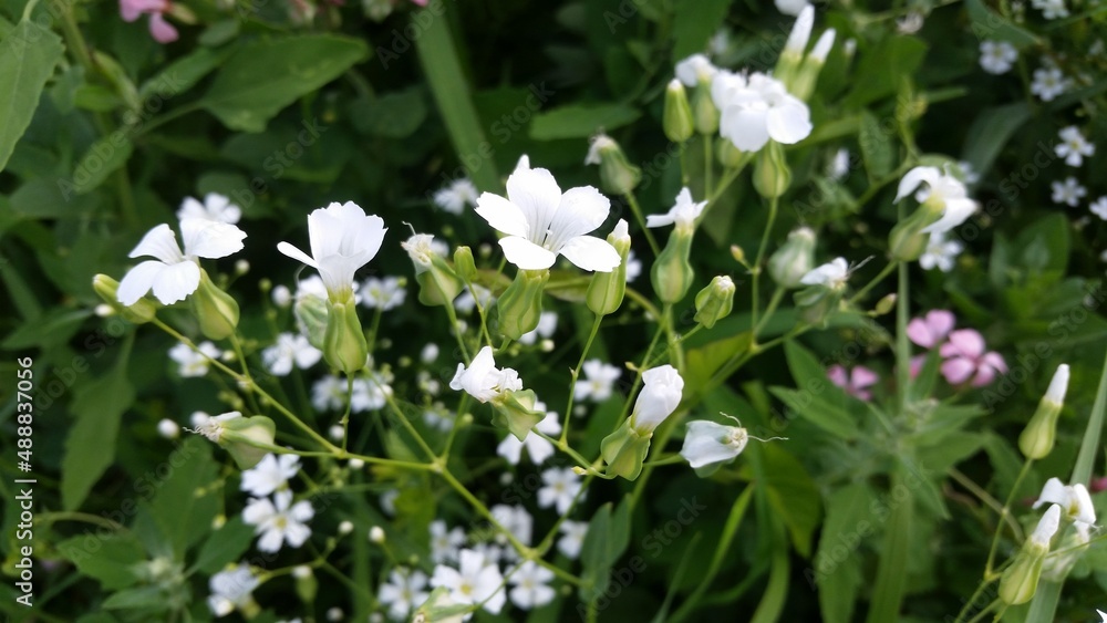Nahaufnahme einer weißen Kuhnelke (Blume) Nahaufnahme einer weißen Kuhnelke (Blume)