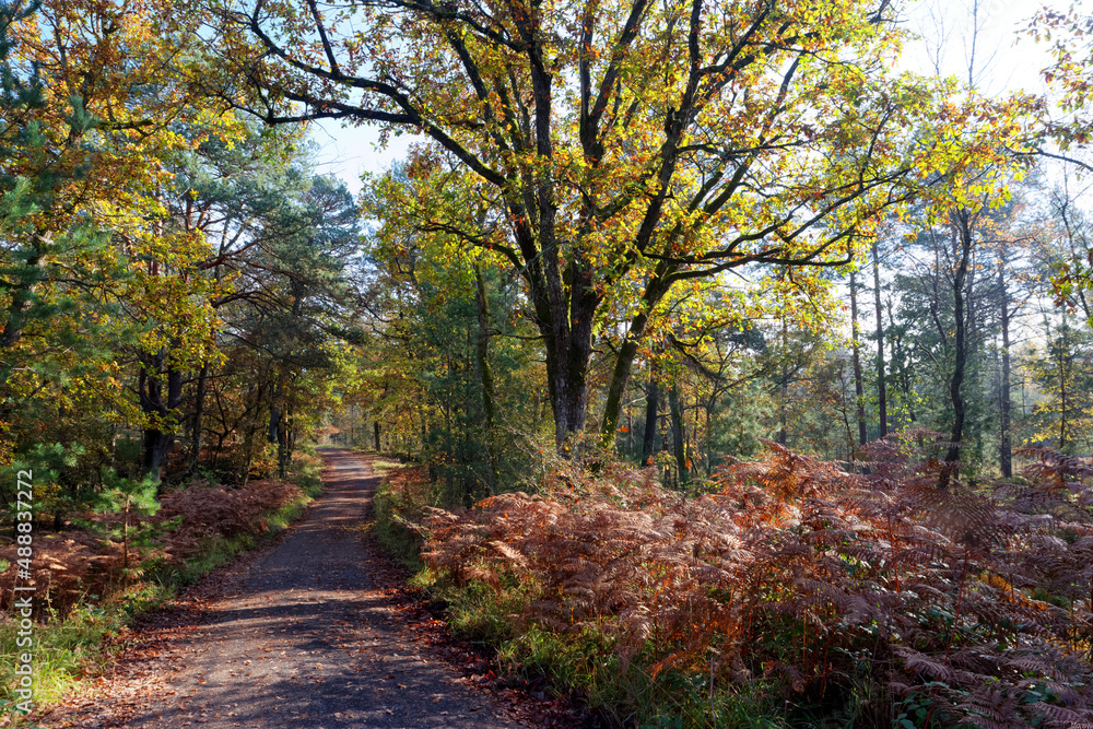 Haute plaine borne Forest road in  Fontainebleau forest