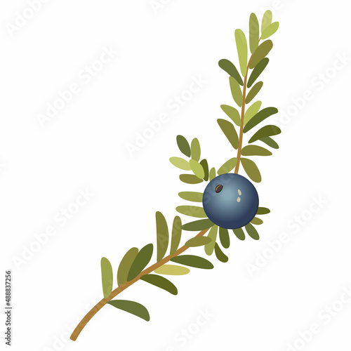 Single branch of crowberry or blackberry with one berry. Empetrum nigrum. Isolated vector floral illustration.