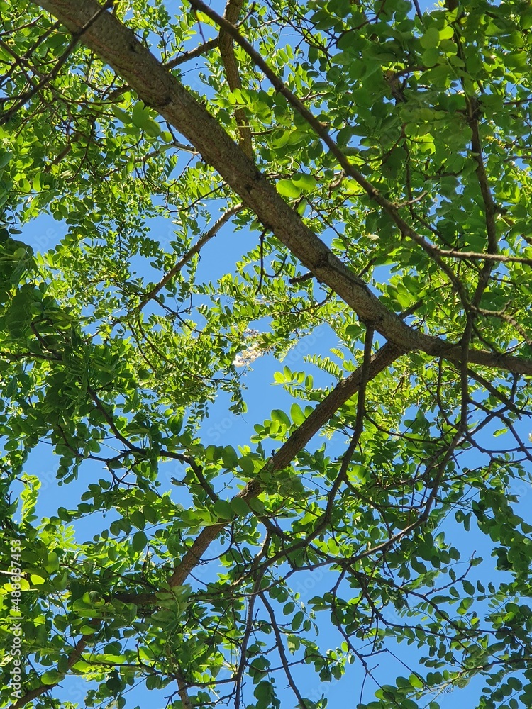 Fototapeta premium green leaves against blue sky