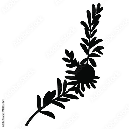 Single branch of crowberry or blackberry with one berry. Empetrum nigrum. Black silhouette on white background. photo