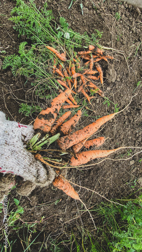 kitchen garden carrot