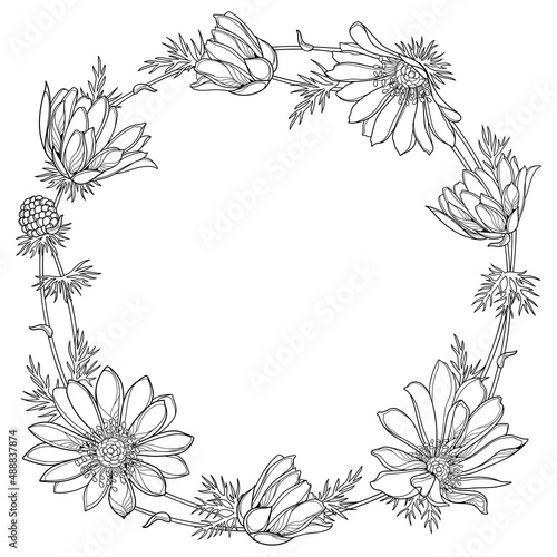 Round frame with outline Adonis vernalis or spring pheasant's eye in black isolated on white background.  photo