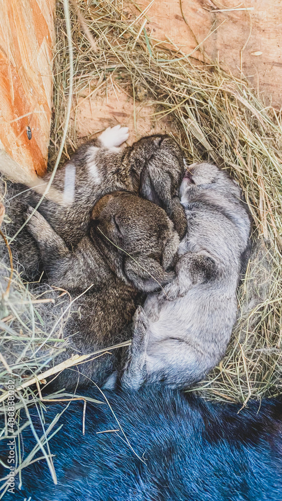 Pets are baby rabbits Pets are baby rabbits