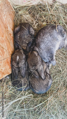 Pets are baby rabbits
