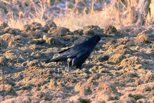 Rooks eat earthworms on lawn. Bird forcefully drives beak into soil. How does a rook notice a worm burrow in plowed field photo