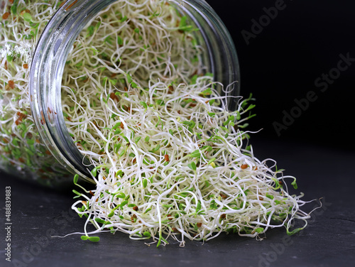 alfalfa sprouts in glass jar on slate plate on black background, healthy nutrition with home growned micro greens