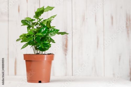 Arabica coffee green plant in a pot. Growing coffee. White background. Ecological concept. Place for text.