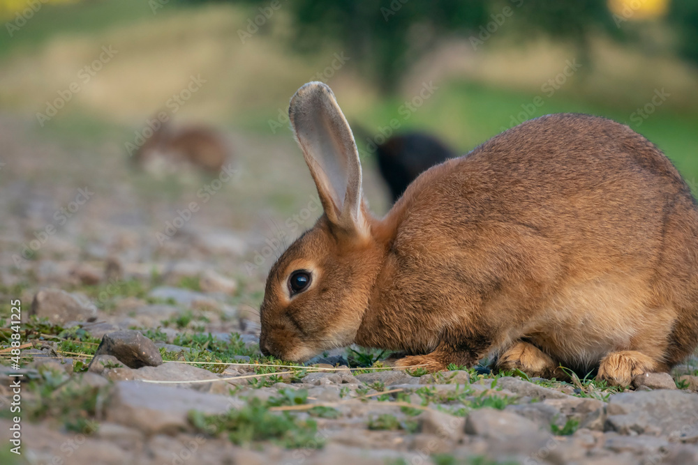 Fototapeta premium Wild rabbits in countryside