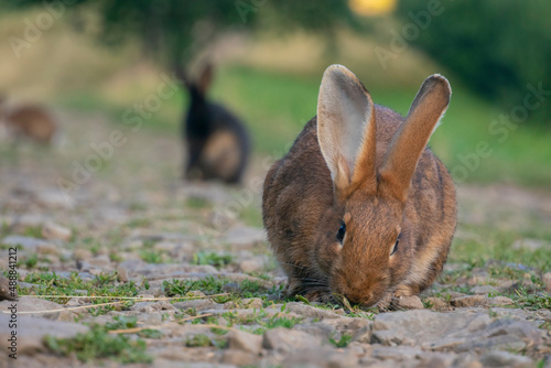 Wild rabbits in forest