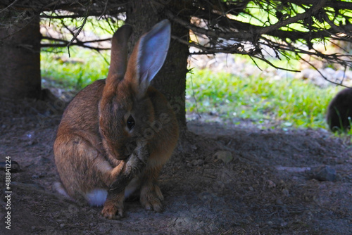 Wild rabbit in forest
