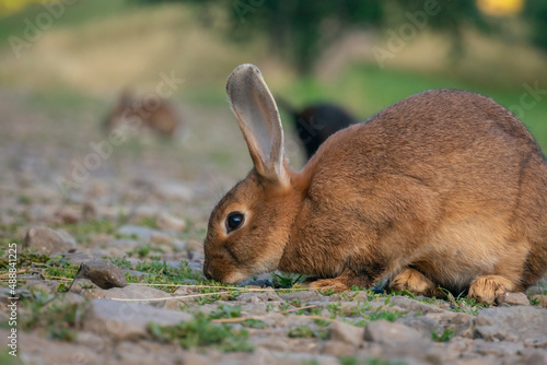 Wild rabbits in countryside