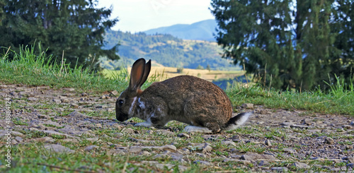Wild rabbit in countryside