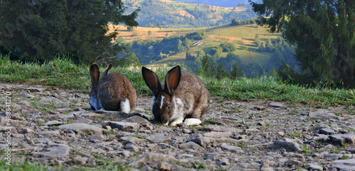Wild rabbits in countryside