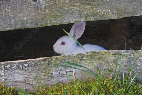 White red-eye rabbit bunny behind the fence