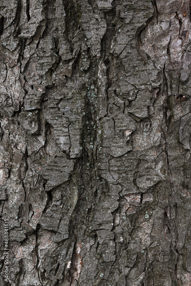 texture of a poplar tree bark. closeup nature background texture of a poplar tree bark. closeup nature background