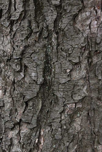 Fototapeta Naklejka Na Ścianę i Meble -  texture of a poplar tree bark. closeup nature background