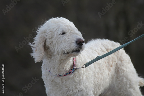 Bedlington Terrier, white curly fur, wind blows fur from the face. 