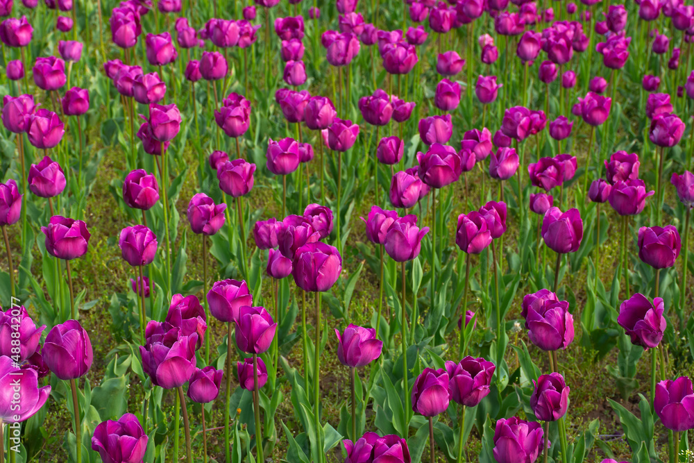 bunch of blooming purple tulip flowers. beautiful floral nature background in spring bunch of blooming purple tulip flowers. beautiful floral nature background in spring