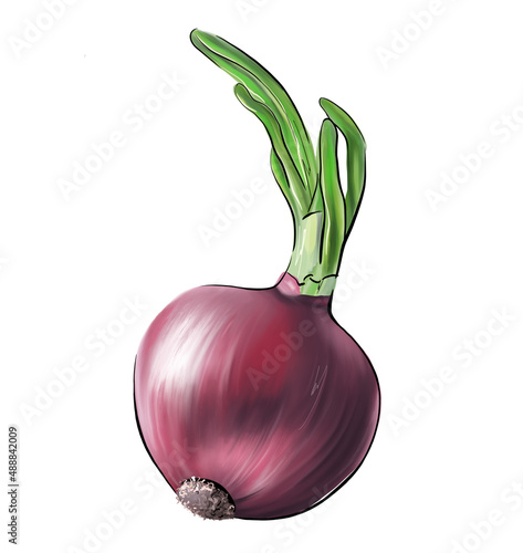 Hand painted red onion digital illustration