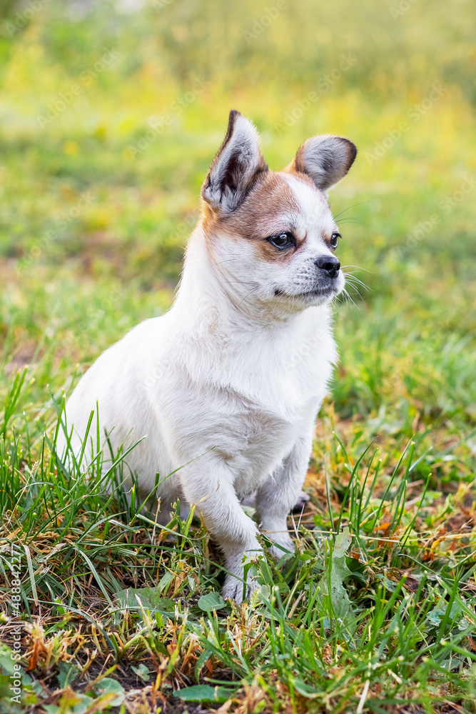 Small Pekingese dog with a close look in the garden on a blurred background Small Pekingese dog with a close look in the garden on a blurred background