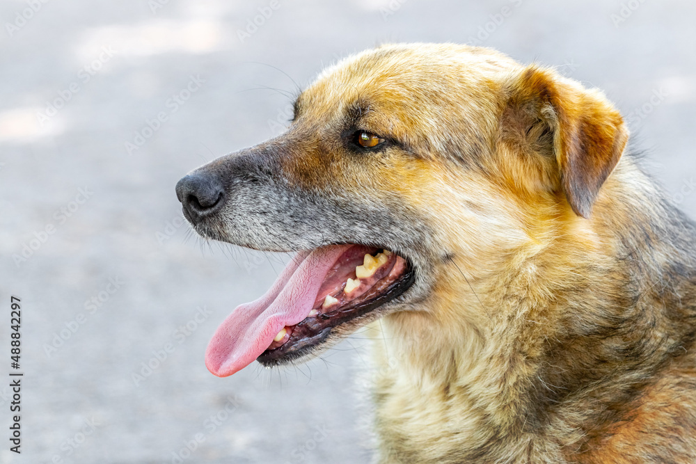 Big brown dog with open mouth in summer during the heat Big brown dog with open mouth in summer during the heat
