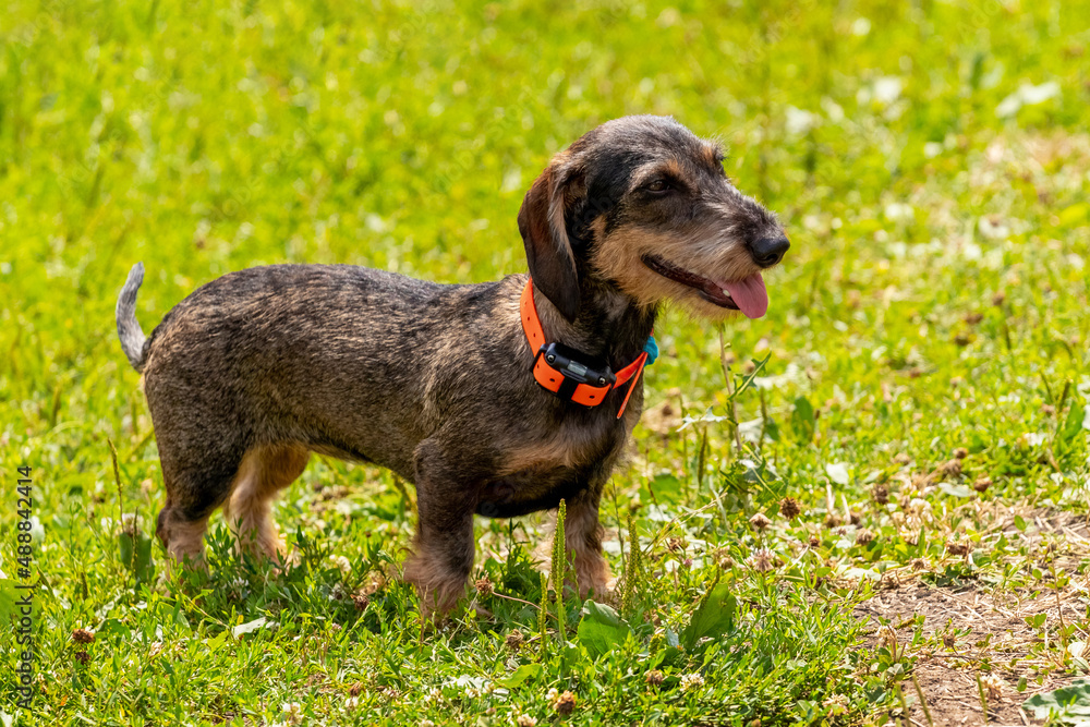 Dog breed rough-haired dachshund (wire haired dachshund) in the park on the grass in sunny weather