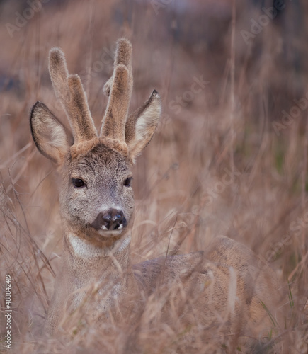Wallpaper Mural deer in the forest Torontodigital.ca
