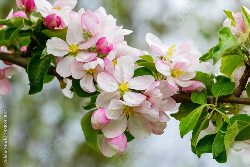 Apple blossoms. Apple tree branch with delicate pink flowers