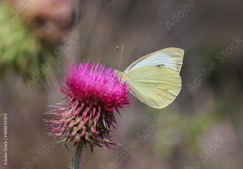 Great White Angel butterfly (Pieris brassicae) on thistle flower