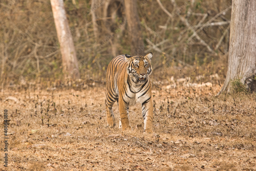 Obraz premium Female Bold and Ferocious Tiger walking towards water body at Kabini, Nagarhole National Park, Karnataka, India 