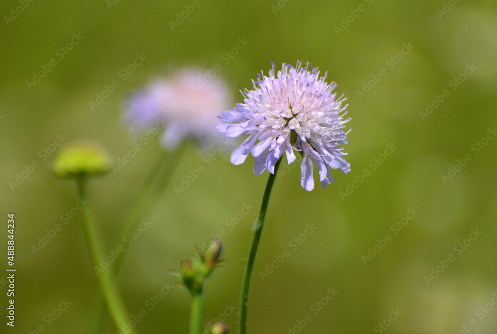 In nature, Knautia arvensis grows among grasses In nature, Knautia arvensis grows among grasses