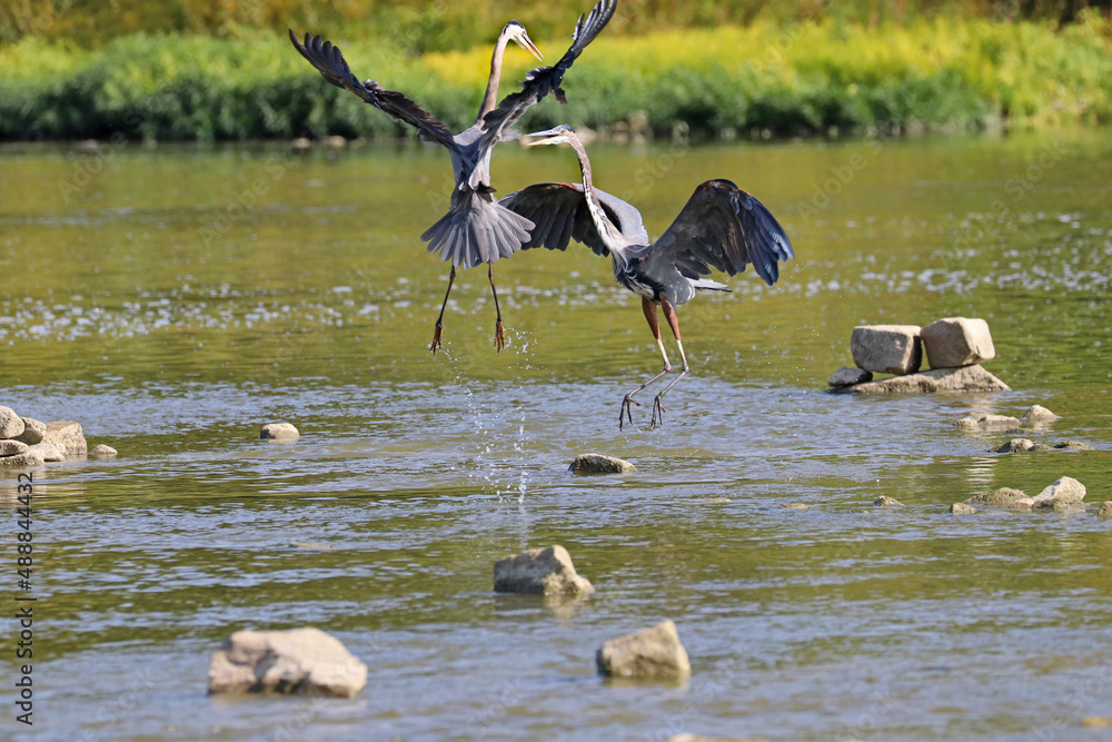 A pair of great blue herons courting.