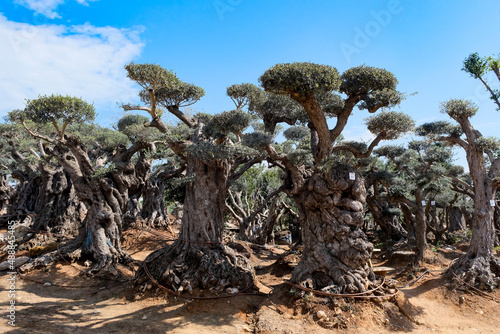 Old bizarre olive trees in moshav Zimrat photo