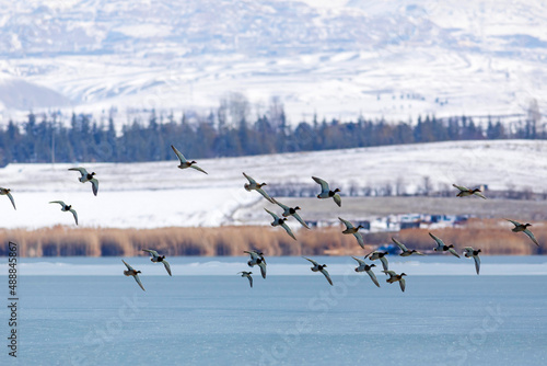 Frozen lake and birds. White blue nature background. Birds  Mallard, Eurasian Wigeon and Eurasian Teal.  © serkanmutan
