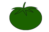 Green tomato vector illustration