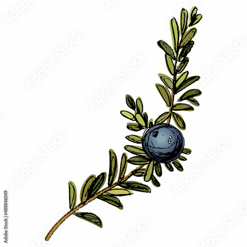 Single branch of crowberry or blackberry with one berry. Empetrum nigrum. Hand drawn colorful rough sketch.
