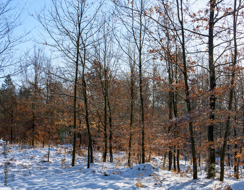 A view of a beautiful winter forest