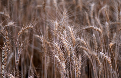 Close-up view of the ears of wheat 