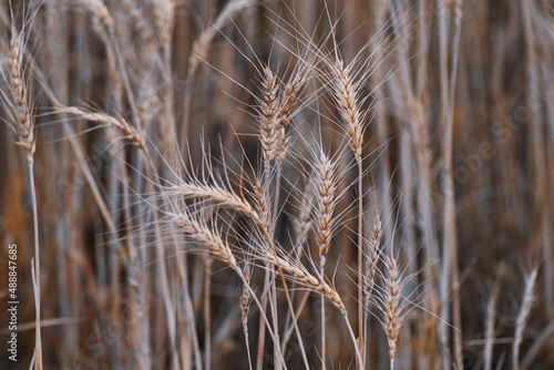 Close-up view of the ears of wheat 