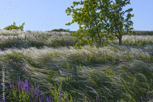 Weald landscape with wildflowers and weed grass on foreground, Ukraine. photo