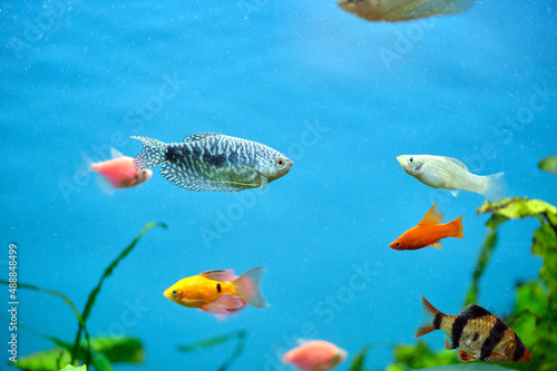 Colorful exotic fish swimming in deep blue water aquarium with green tropical plants © bilanol