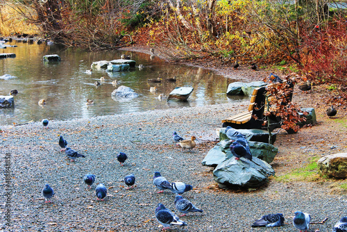 Ducks and pigeons in and around the pond, Bowring Park, St. John's, NL, Autumn photo