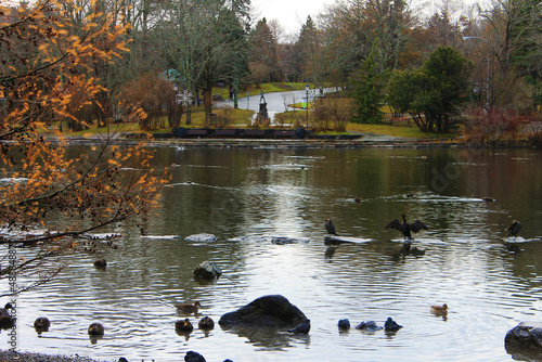 Ducks and pigeons in and around the pond, Bowring Park, St. John's, NL, Autumn. Peter Pan statue in background created by Sir George Frampton in the 1920's and unveiled in the park in 1925.  photo