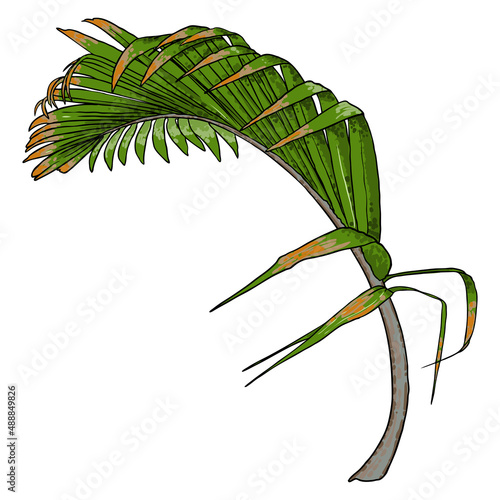 Jungle exotic tropical leaves, green natural palm leaf on white background. Vector.